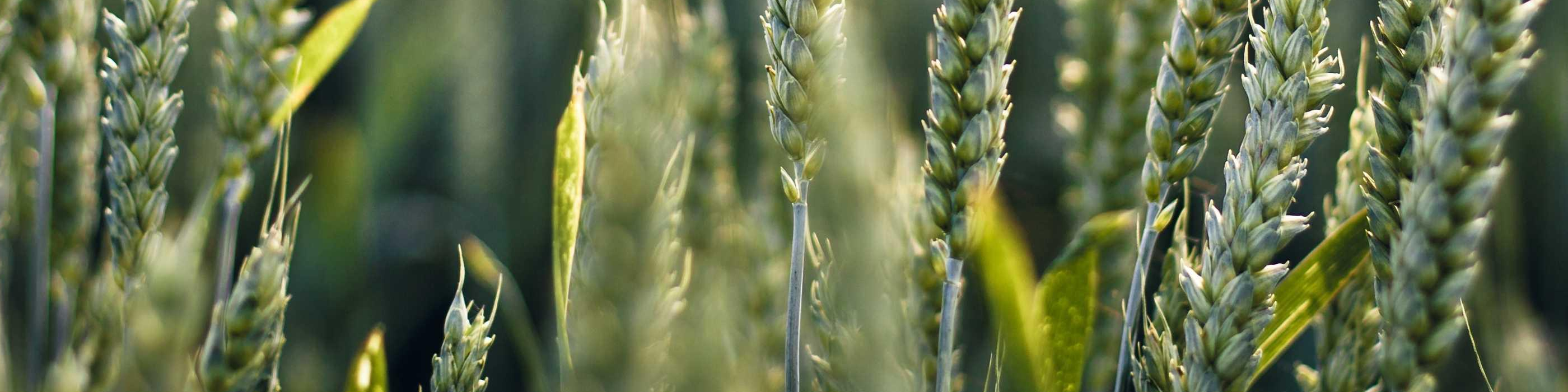 theme agriculture